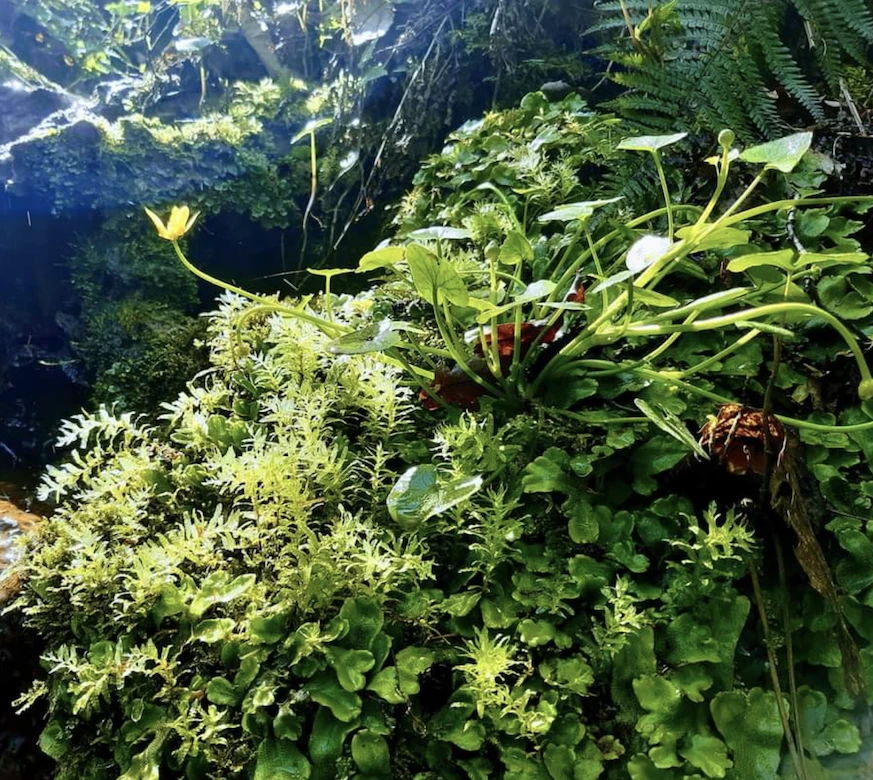 Ducazaux - Nature en pleine conscience